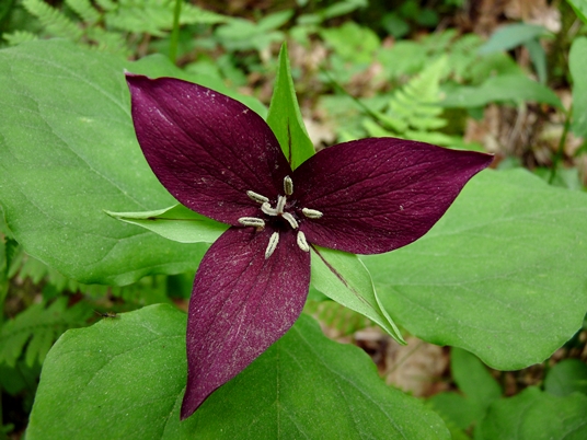 {Trillium erectum}